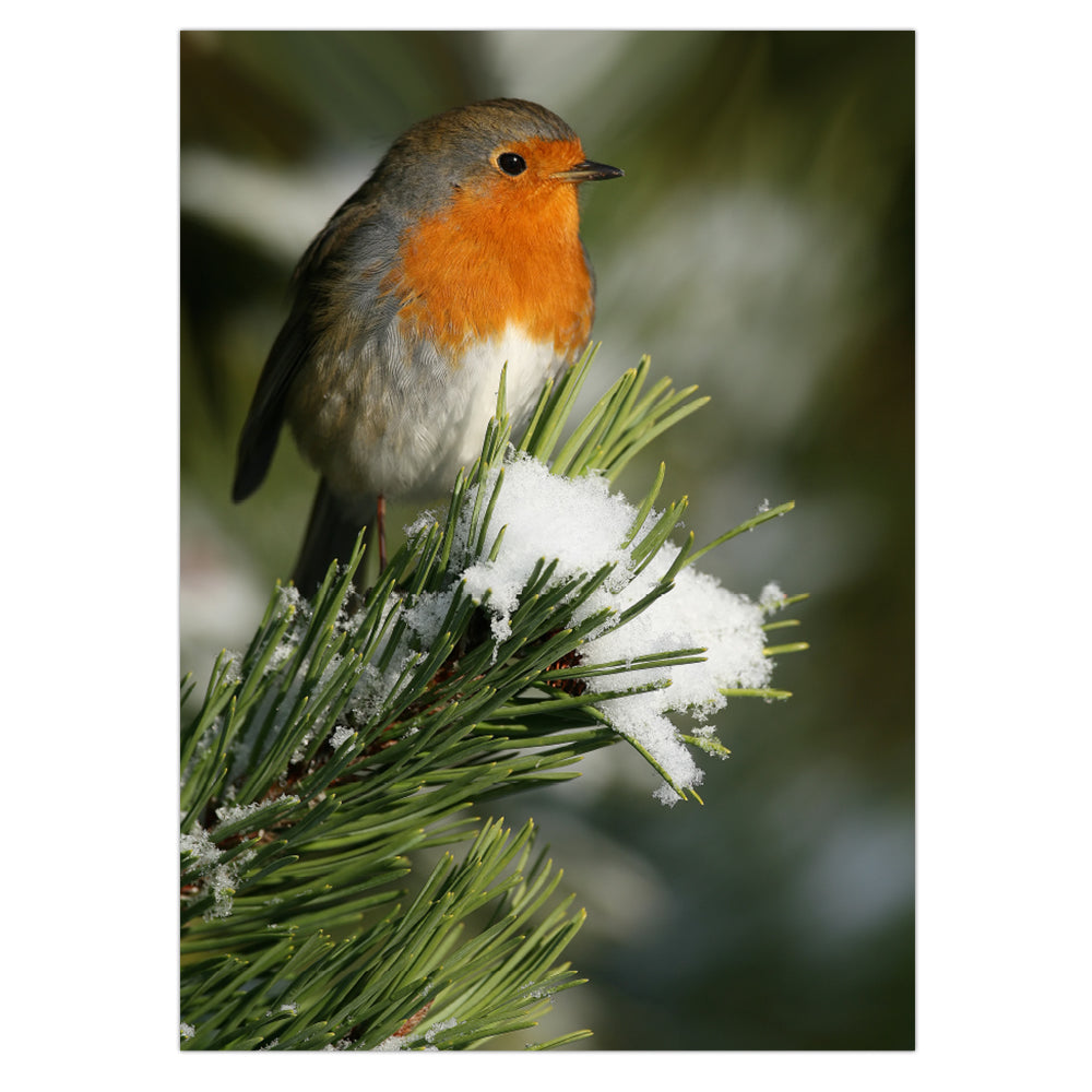 SNP Robin Christmas Card